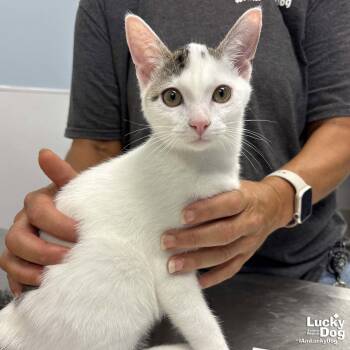 Marko -  Domestic Short Hair Cat for Adoption in Washington, District Of Columbia - Marko | PetCurious