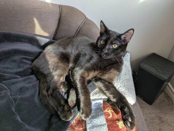 Binx -  Domestic Short Hair Cat for Adoption in Burnaby, British Columbia - Binx | PetCurious