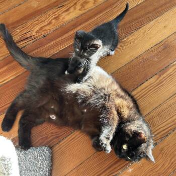 Domestic Short Hair Cats Available for Adoption in New Bedford, Massachusetts - Lollipop (must Adopt With Junior) | PetCurious