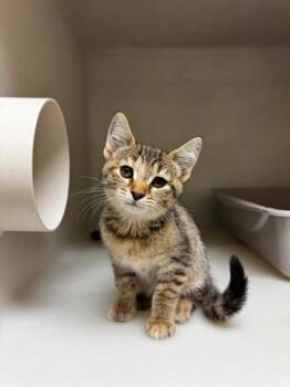 Avery -  Domestic Short Hair Cat for Adoption in Kalispell, Montana - Avery | PetCurious