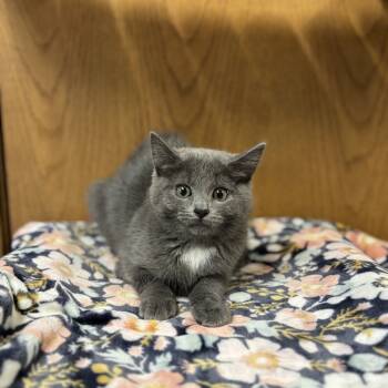 Rescue Domestic Short Hair Cats for Adoption in Fargo, North Dakota - Aylesbury--In Foster | PetCurious