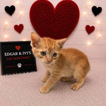 Mousy -  Domestic Short Hair Cat for Adoption in Corpus Christi, Texas - Mousy | PetCurious