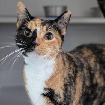 Rescue Domestic Short Hair Cats for Adoption in Milford, Iowa - Daisy | PetCurious