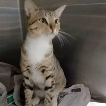 Alfa -  Domestic Short Hair Cat for Adoption in Oak Park, Illinois - Alfa | PetCurious