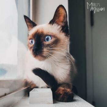 Domestic Short Hair Cats Available for Adoption in Spokane, Washington - Ovaltine | PetCurious