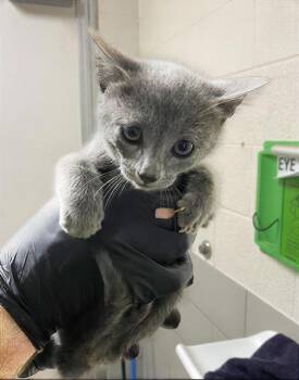 Meeny -  Domestic Short Hair Cat for Adoption in Nashville, Tennessee - Meeny | PetCurious