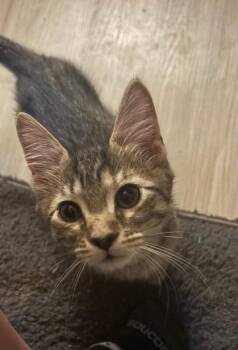 Lil’ Shrimpy -  Domestic Short Hair Cat for Adoption in Fort Collins, Colorado - Lil’ Shrimpy | PetCurious