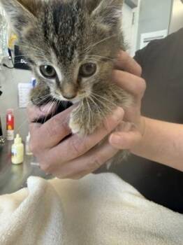 Lizzie -  Domestic Short Hair Cat for Adoption in Lafayette, Indiana - Lizzie | PetCurious