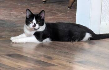 Domestic Short Hair Cats Available for Adoption in Metamora, Illinois - Fish | PetCurious