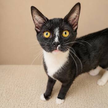 Sock -  Domestic Short Hair Cat for Adoption in San Diego, California - Sock | PetCurious