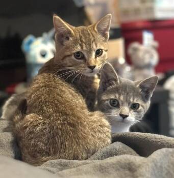 Rescue Domestic Short Hair Cats for Adoption in Sterling Heights, Michigan - Leti & Stella (Bonded Pair) | PetCurious