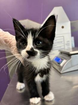 Mabel -  Domestic Short Hair Cat for Adoption in Salt Lake City, Utah - Mabel | PetCurious