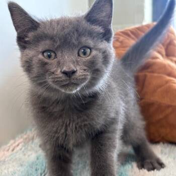Domestic Short Hair Cats Available for Adoption in League City, Texas - Aioli | PetCurious