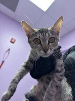 61679201 -  Domestic Short Hair Cat for Adoption in El Paso, Texas - 61679201 | PetCurious