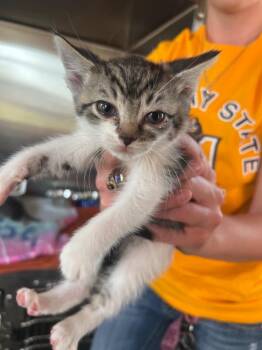 Domestic Short Hair Cats Available for Adoption in Murray, Kentucky - Yippie | PetCurious