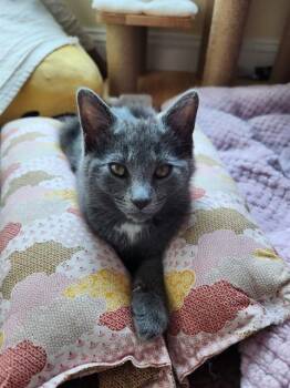 SIBLING -  Domestic Short Hair Cat for Adoption in Dedham, Massachusetts - SIBLING | PetCurious