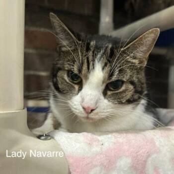 Lady -  Domestic Short Hair Cat for Adoption in Tipp City, Ohio - Lady | PetCurious