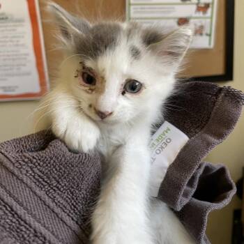 Domestic Medium Hair Cats Available for Adoption in Pasadena, California - Sprinkle | PetCurious