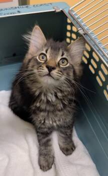 Woodrat -  Domestic Long Hair Cat for Adoption in Sechelt, British Columbia - Woodrat | PetCurious
