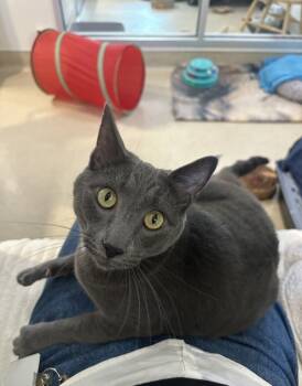 Rescue Domestic Short Hair Cats for Adoption in Santa Rosa, California - Loafer | PetCurious
