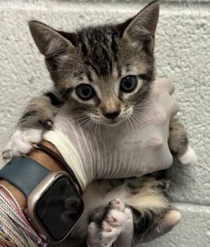 FRUIT ROLL UP -  Domestic Short Hair Cat for Adoption in Pensacola, Florida - FRUIT ROLL UP | PetCurious