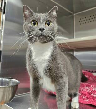 Tinsel -  Domestic Short Hair Cat for Adoption in Oak Ridge, Tennessee - Tinsel | PetCurious