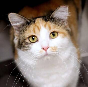 Mugsy -  Calico Cat for Adoption in Kansas City, Kansas - Mugsy | PetCurious
