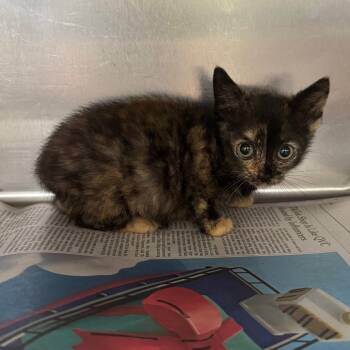 Bluebell -  Domestic Short Hair Cat for Adoption in Auburn, Alabama - Bluebell | PetCurious