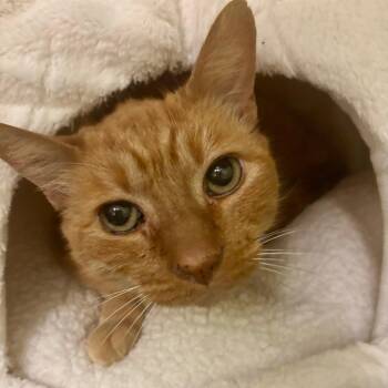 Rescue Domestic Short Hair Cats for Adoption in Los Angeles, California - Tiggy | PetCurious