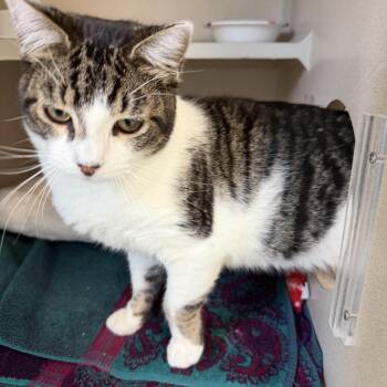 Albero -  Domestic Short Hair Cat Available for Adoption in Salem, New Hampshire - Albero | PetCurious
