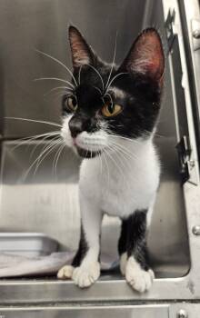 Rescue Manx Cats for Adoption in Portland, Indiana - Claire | PetCurious