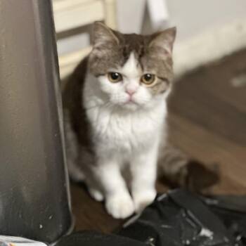 Domestic Short Hair Cats Available for Adoption - Smush | PetCurious