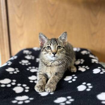Zucchini Bread--In Foster -  Domestic Short Hair Cat for Adoption in Fargo, North Dakota - Zucchini Bread--In Foster | PetCurious