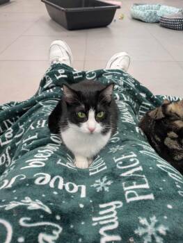 Rescue Domestic Short Hair Cats for Adoption in Huntington Beach, California - Annie | PetCurious