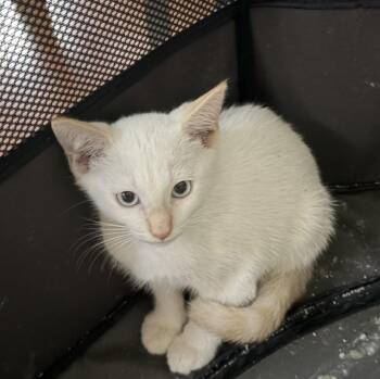 Pellitt -  Siamese and Domestic Short Hair Cat for Adoption in Wilmington, North Carolina - Pellitt | PetCurious