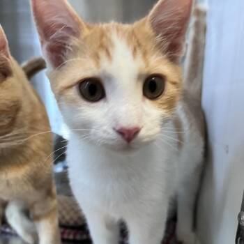 R2 Mischa Roswell -  Domestic Short Hair Cat for Adoption in Denver, Colorado - R2 Mischa Roswell | PetCurious