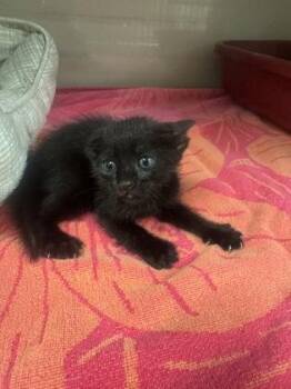 Domestic Short Hair Cats Available for Adoption in Farmers Branch, Texas - Batman | PetCurious