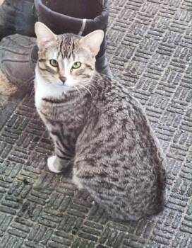 Henry -  Domestic Short Hair Cat for Adoption in Anchorage, Alaska - Henry | PetCurious