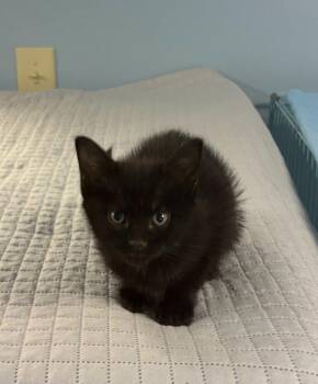Olivia -  Domestic Short Hair Cat for Adoption in Lovingston, Virginia - Olivia | PetCurious