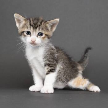 Twonka -  Domestic Short Hair Cat for Adoption in Franklin, Tennessee - Twonka | PetCurious