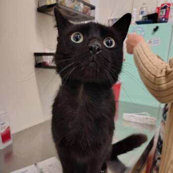 Domestic Short Hair Cats Available for Adoption in Coos Bay, Oregon - Riptide | PetCurious