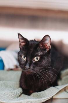 Domestic Short Hair Cats Available for Adoption in North Charleston, South Carolina - 94089a Alfalfa- PetSmart West Ashley | PetCurious