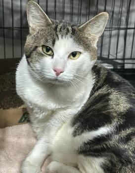 Rescue Domestic Short Hair Cats for Adoption in Westfield, Massachusetts - Miko | PetCurious