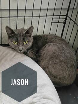 Rescue Domestic Short Hair Cats for Adoption in Rhinelander, Wisconsin - Jason | PetCurious