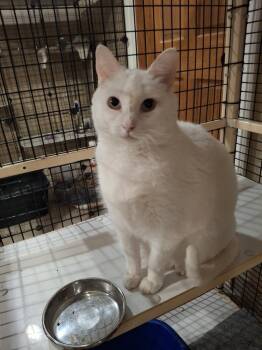 Domestic Short Hair Cats Available for Adoption - Jewels G. | PetCurious