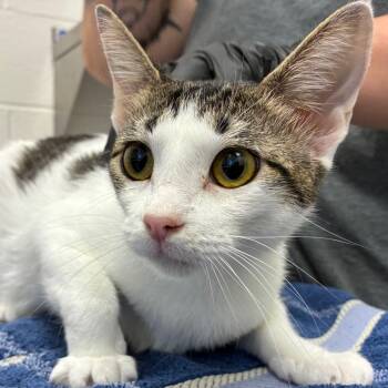 Trish -  Domestic Short Hair Cat for Adoption in Corpus Christi, Texas - Trish | PetCurious