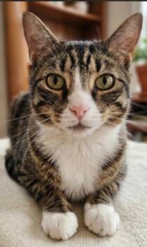 Maple -  Domestic Short Hair Cat for Adoption in Lansdowne, Pennsylvania - Maple | PetCurious