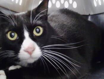 Domestic Short Hair Cats Available for Adoption - SMOOCH | PetCurious