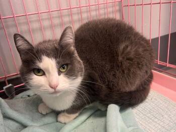 Domestic Short Hair Cats Available for Adoption - Adelina - Must Apply In Person ! | PetCurious