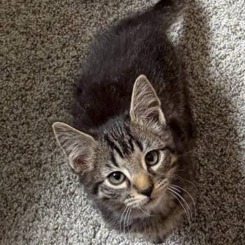 Yakko -  Domestic Short Hair Cat for Adoption in Normal, Illinois - Yakko | PetCurious